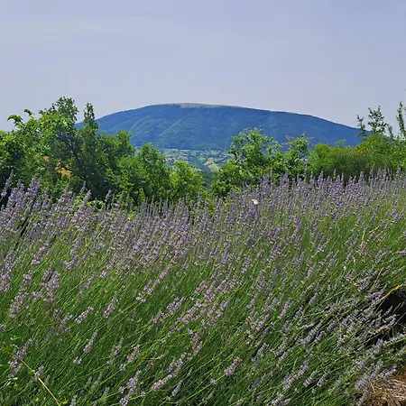 Le Ginestre Lägenhet Assisi